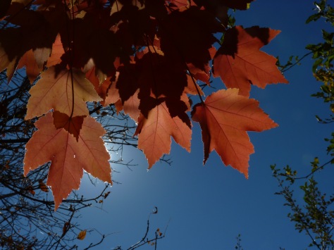 Photo: David Slotto One of our maple trees (Acer Rubrum)